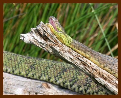 watersnake-diamond-back 5-8-09 4d987b.JPG