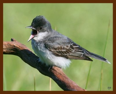 eastern kingbird 5-17-09 4d243b.JPG