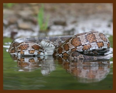 ratsnake-great-plains 5-1-09 4d541b.JPG