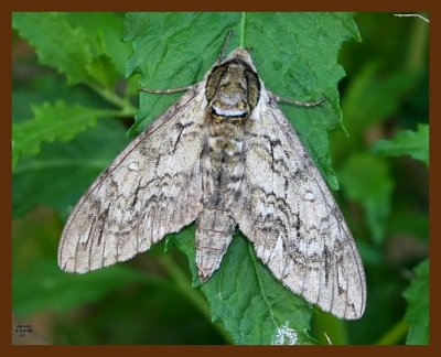 moth-waved sphinx 6-13-09 4d693b.JPG