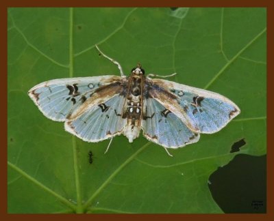 butterfly-moth 6-8-09 4d297b.JPG