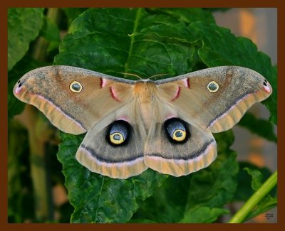 moth-polyphemus 6-13-09 4d705b.JPG