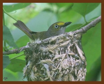 white-eyed vireo 6-15-09 4d954c1b.JPG