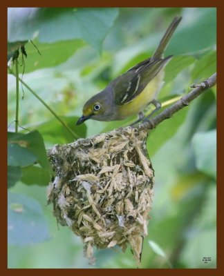 white-eyed vireo 6-20-09 4d688b.JPG