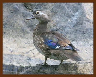 wood duck 6-12-09 4d687b.JPG