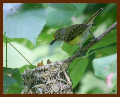 white-eyed vireo 7-4-09 4d544c1b.JPG