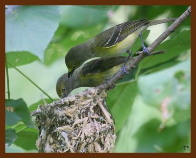 white-eyed vireo 7-4-09 4d535b.JPG