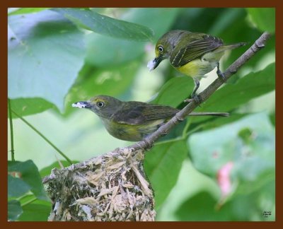 white-eyed vireo 7-4-09 4d498b.JPG