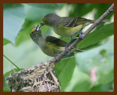 white-eyed vireo 7-4-09 4d533b.JPG