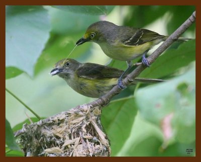 white-eyed vireo 7-4-09 4d534b.JPG