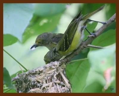 white-eyed vireo 7-4-09 4d507c1b.JPG