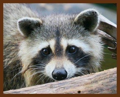 raccoon 7-4-09 4d302b.JPG