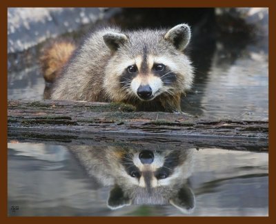 raccoon 7-3-09 4d623b.JPG