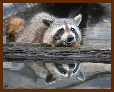 raccoon 7-3-09 4d642b.JPG