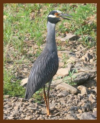 yellow-crowned night heron 7-4-09 4d946b.JPG