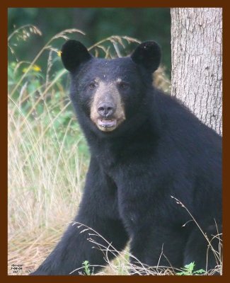 black bear 7-6-09 4d107c1b.JPG