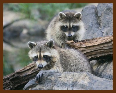 raccoon-young 7-7-09 4d456b.JPG
