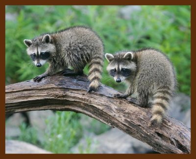 raccoon-young 7-7-09 4d207b.JPG