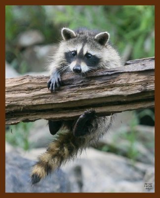 raccoon-young 7-7-09 4d318b.JPG