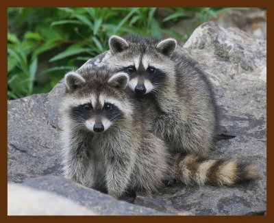 little_raccoons