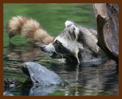 raccoon 7-9-09 4d282b.JPG