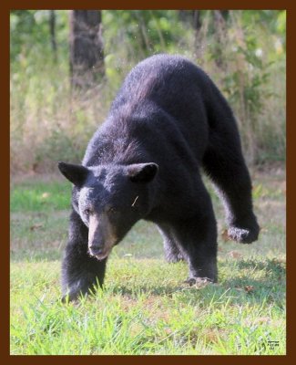 black bear 7-11-09 4d057b.JPG