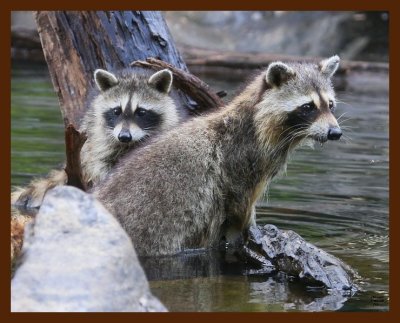 raccoon-young 7-7-09 4d350b.JPG