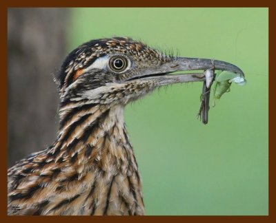 roadrunner-greater 7-15-09 4d097b.JPG