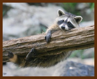 raccoon-young 7-14-09 4d784b.JPG