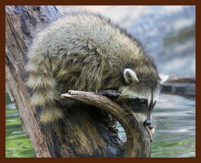 raccoon-young 7-14-09 4d799b.jpg