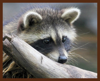 raccoon-young 7-14-09 4d820b.jpg
