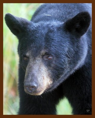 black bear 7-19-09 4d736b.JPG