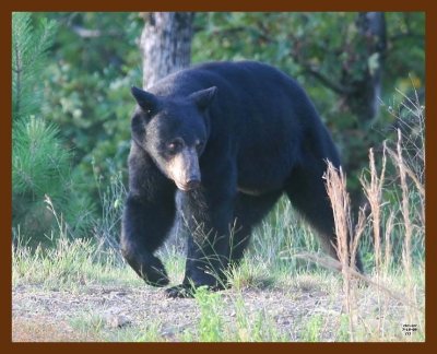 black bear 7-16-09 4d282b.JPG