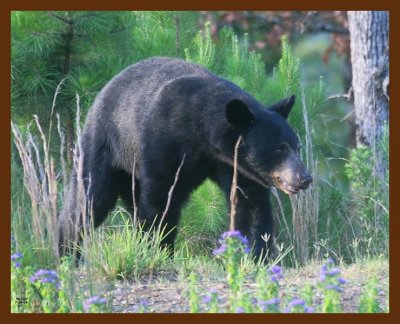 black bear 7-16-09 4d305b.JPG