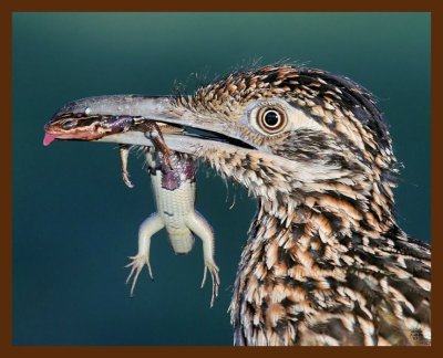 roadrunner-greater 7-18-09 4d632b.JPG