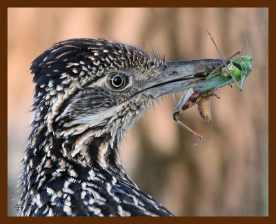 roadrunner-greater 7-18-09 4d621b.JPG