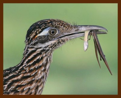 roadrunner-greater 7-17-09 4d585b.JPG