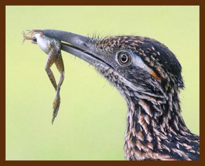 roadrunner-greater 7-21-09 4d186c1b.jpg