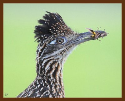 roadrunner-greater 7-21-09 4d715b.jpg