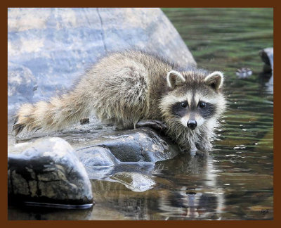 raccoon-young 7-7-09 4d395b.jpg