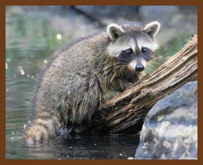 raccoon-young 7-14-09 4d749b.jpg