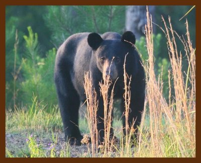 black bear 7-24-09 4d295b.JPG