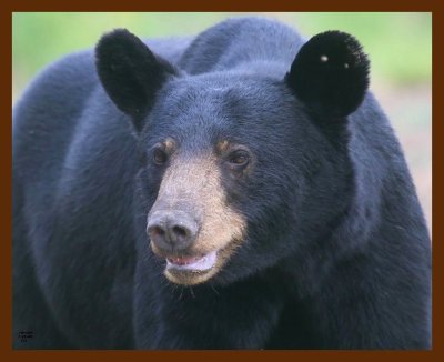 black bear 7-21-09 4d521b.JPG