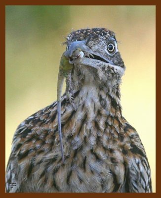 roadrunner-greater 7-24-09 4d485b.JPG