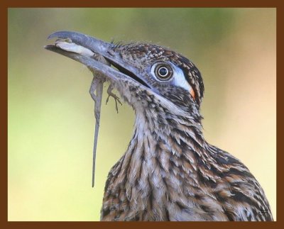 roadrunner-greater 7-24-09 4d470b.JPG