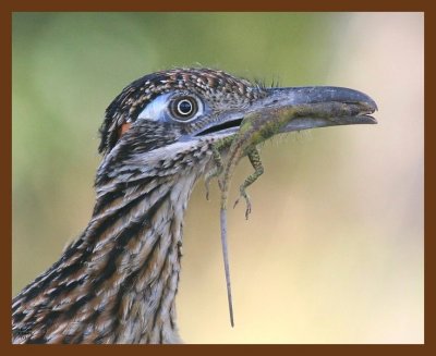 roadrunner-greater 7-24-09 4d523b.JPG