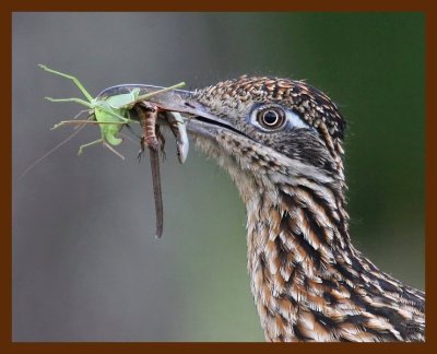 roadrunner-greater 7-27-09 4d293b.JPG