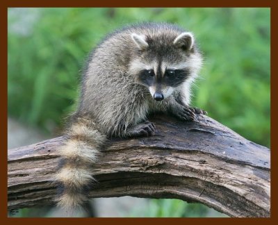 raccoon-young 7-7-09 4d232b.JPG