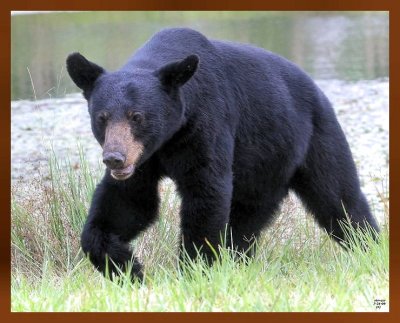 black bear 7-21-09 4d304b.jpg