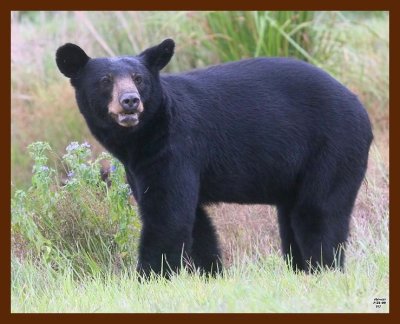 black bear 7-21-09 4d247b.jpg